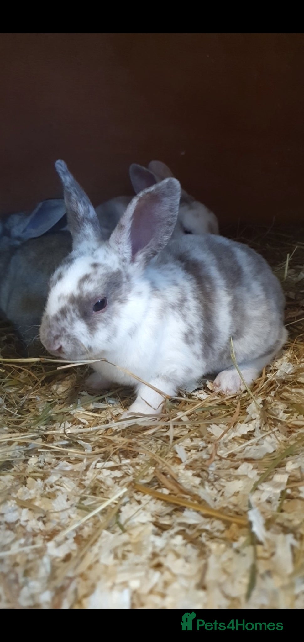 Rex rabbits Mini rex babies  - Advert 2
