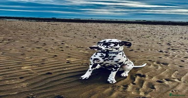 Dalmatian dogs - Advert 5