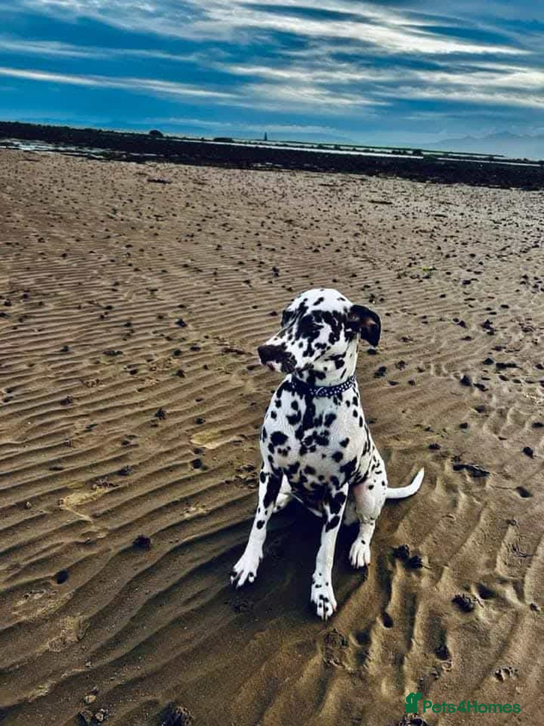 Dalmatian dogs for sale: KC Registered Dalmatian Puppies - Image 9