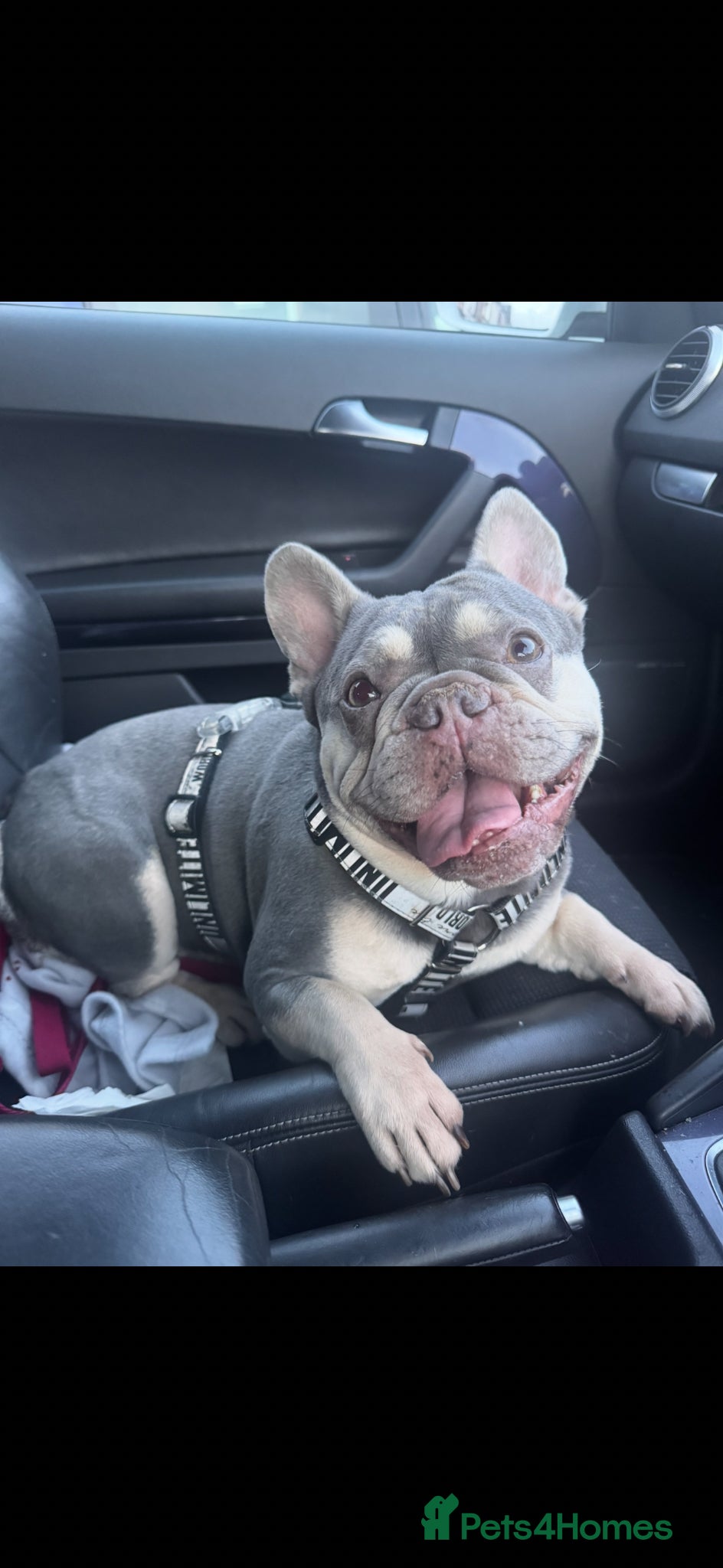 French Bulldog dogs NEW LUXURY FRENCHIES 3 x GIRLS 4 x BOYS - Advert 3