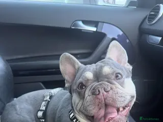 French Bulldog dogs NEW LUXURY FRENCHIES 3 x GIRLS 4 x BOYS - Advert 3