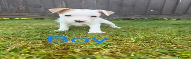 Mixed Breed Puppy 7