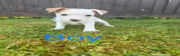 Mixed Breed dogs for sale: Jack Russell X Norfolk Terrier Puppies  in Dereham - Advert 7