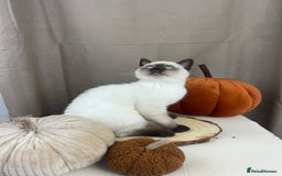British Shorthair cats for sale: READY NOW SEAL POINTED BRITISH SHORTHAIR MALE in Ingatestone - Image 2