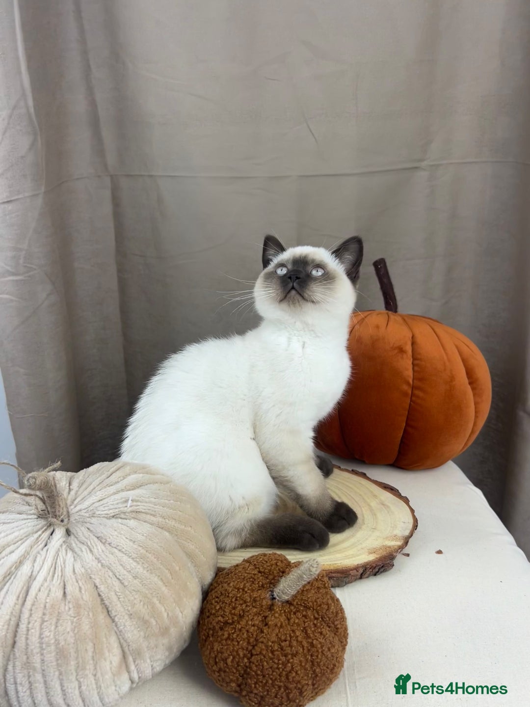 British Shorthair cats for sale: READY NOW SEAL POINTED BRITISH SHORTHAIR MALE in Ingatestone - Image 2