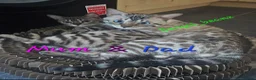 Bengal cats for sale: Snow mink bengals ready now - Advert 28