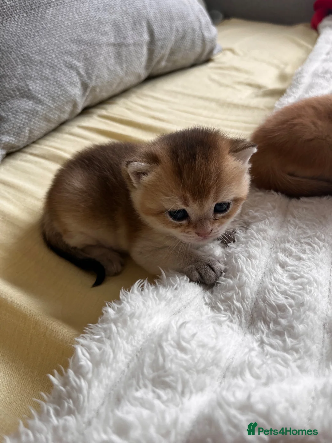 Scottish Fold cats for sale: Sweet, Playful & Cuddly Kittens Ready to Go Soon! in New Malden - Advert 16