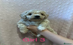 Cockapoo dogs for sale: Beautiful F1B cockapoo puppies READY TO GO - Image 2