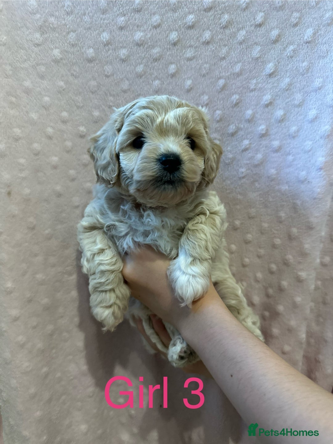 Cockapoo dogs for sale: Beautiful F1B cockapoo puppies READY TO GO - Image 2