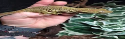 Mixed Breed reptiles for sale: Reptile collection up for sale - Advert 10