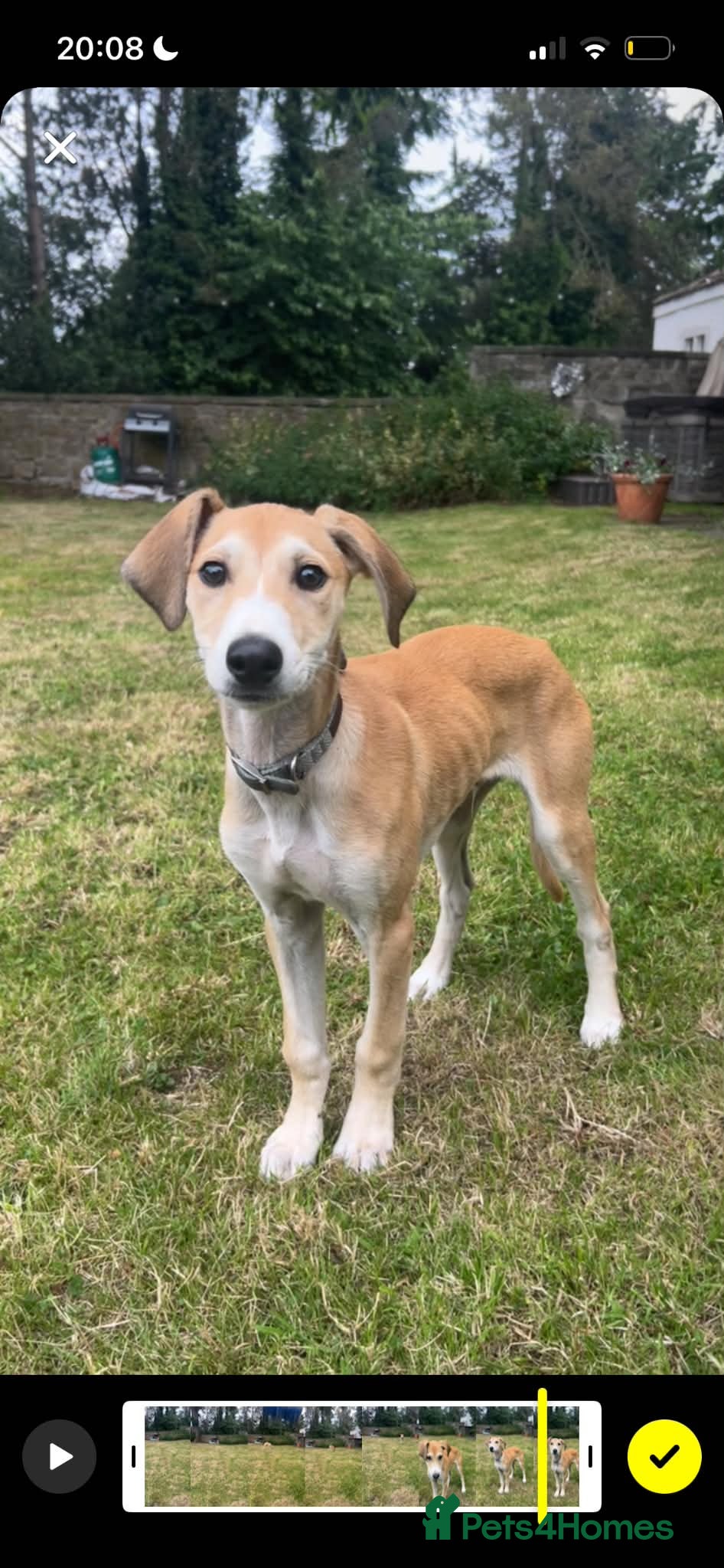 Mixed Breed dogs Goose - Advert 17