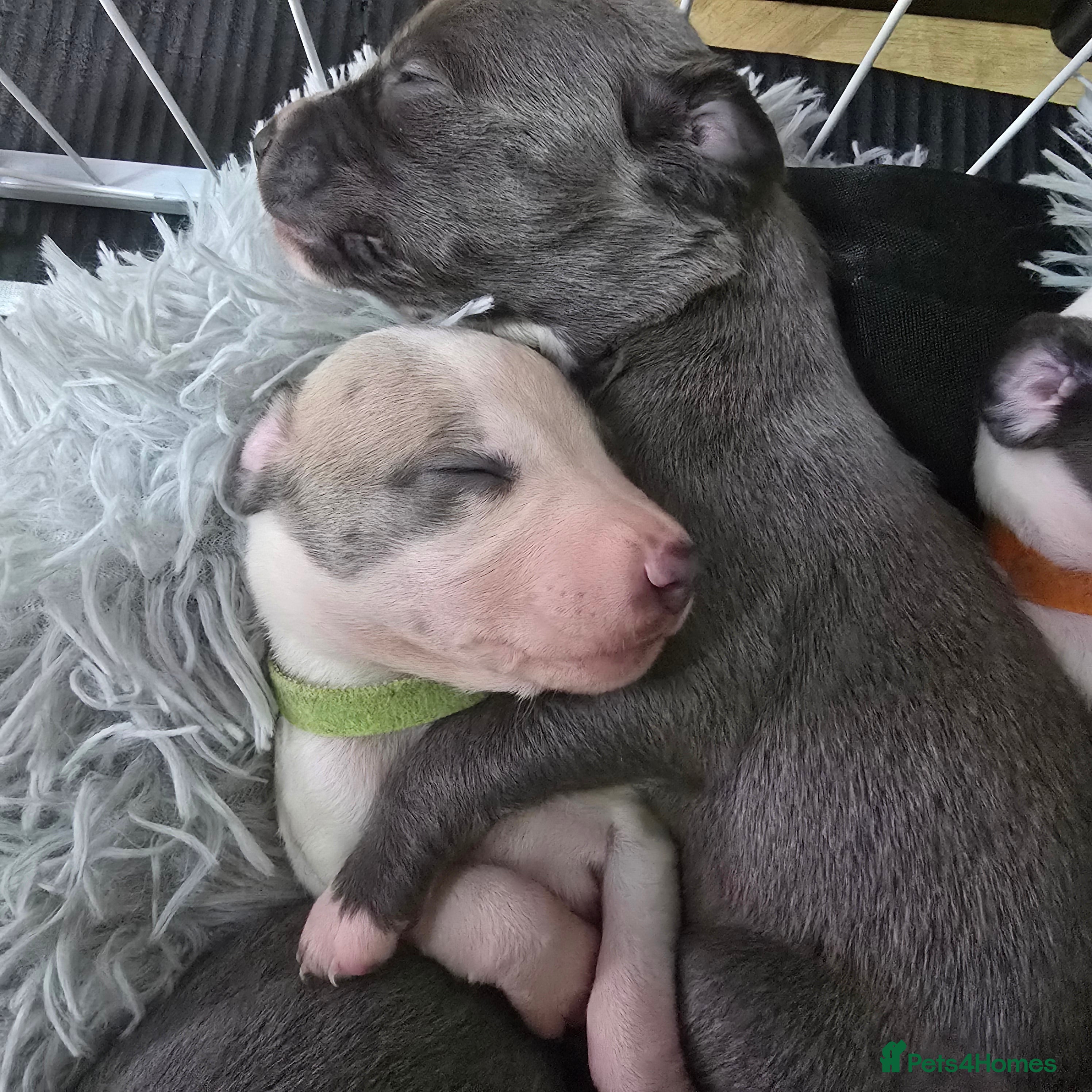 Whippet dogs Beautiful kc puppies not ready for 6 weeks  - Advert 1