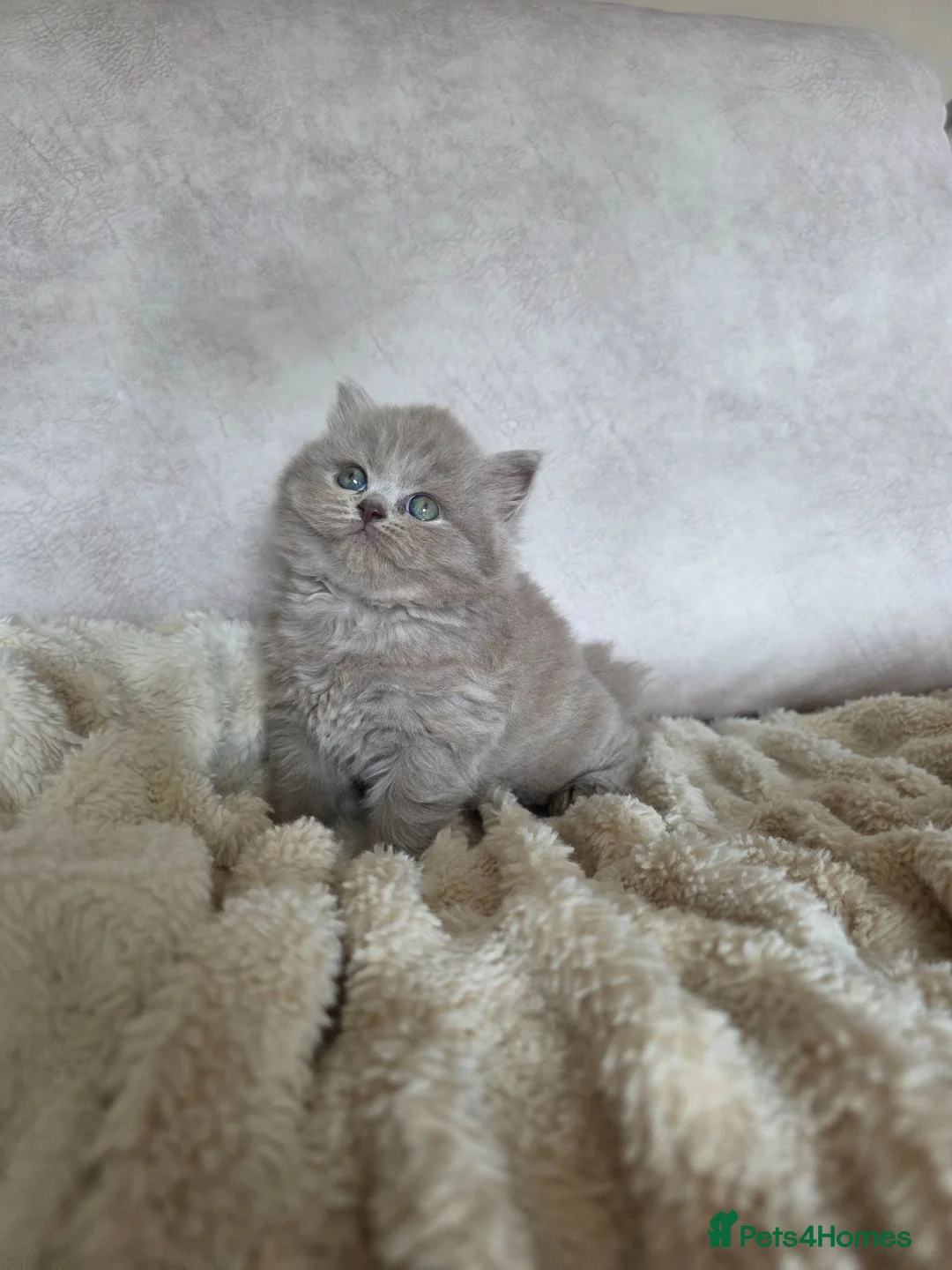 British Shorthair cats for sale: Outstanding GCCF British Shorthair Kittens  - Advert 2
