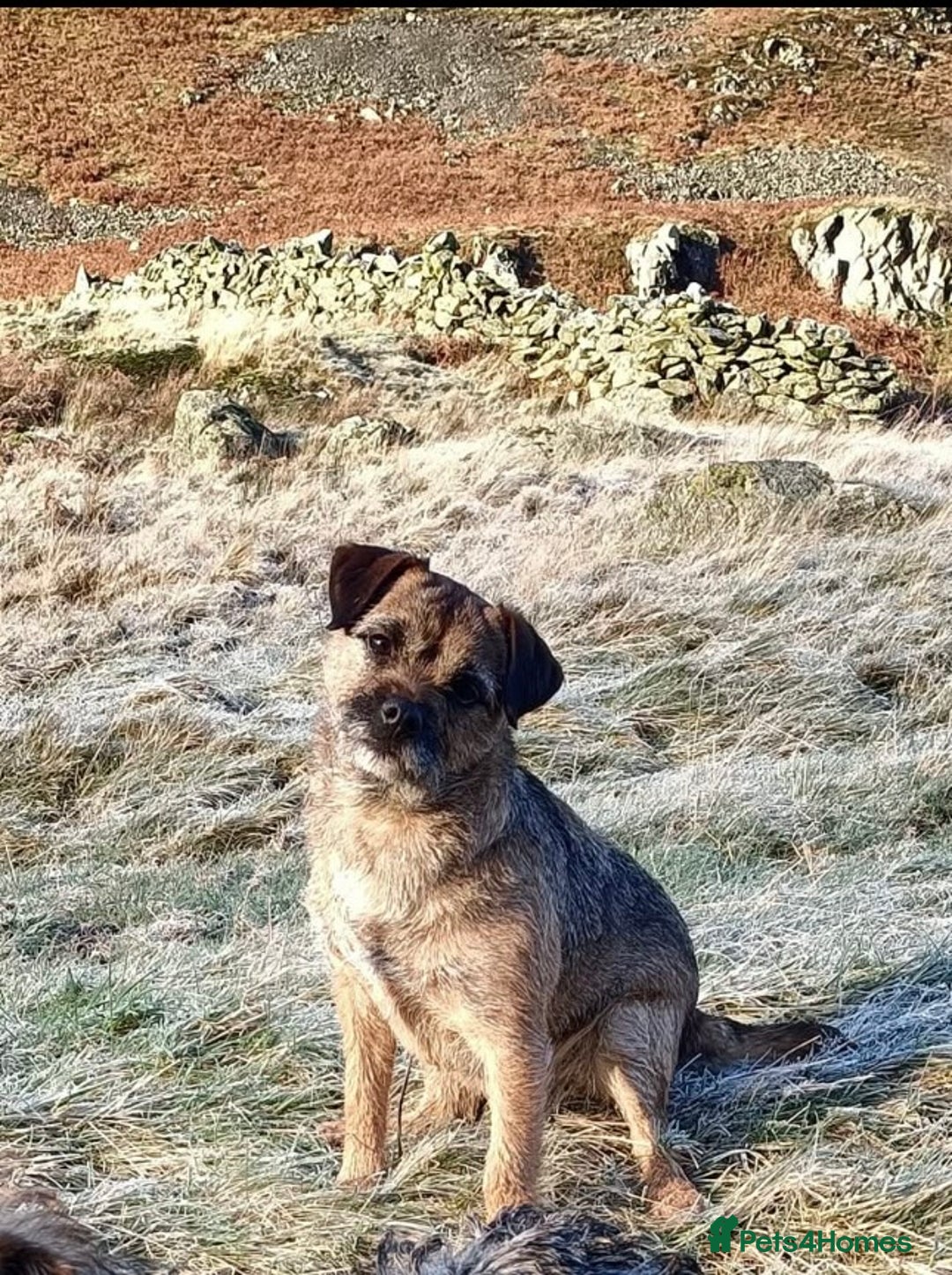 Border Terrier dogs for sale: Border Terrier Bitch pup.  - Advert 3