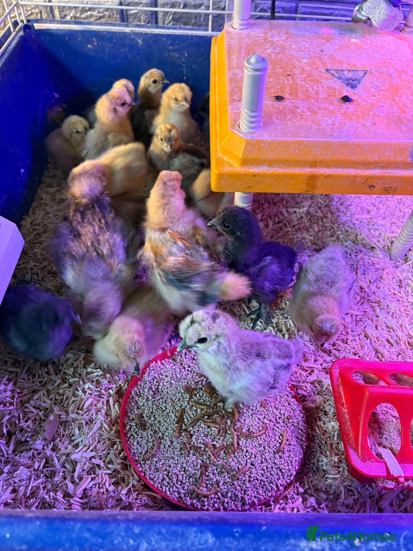 Chickens poultry Silky chicks - Advert 1