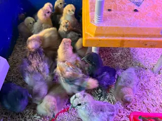 Chickens poultry 15 Silky chicks - Advert 1