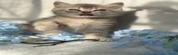 British Shorthair cats for sale: ✨3 CHUNKY BSH TICA REG BOYS✨ - Advert 24