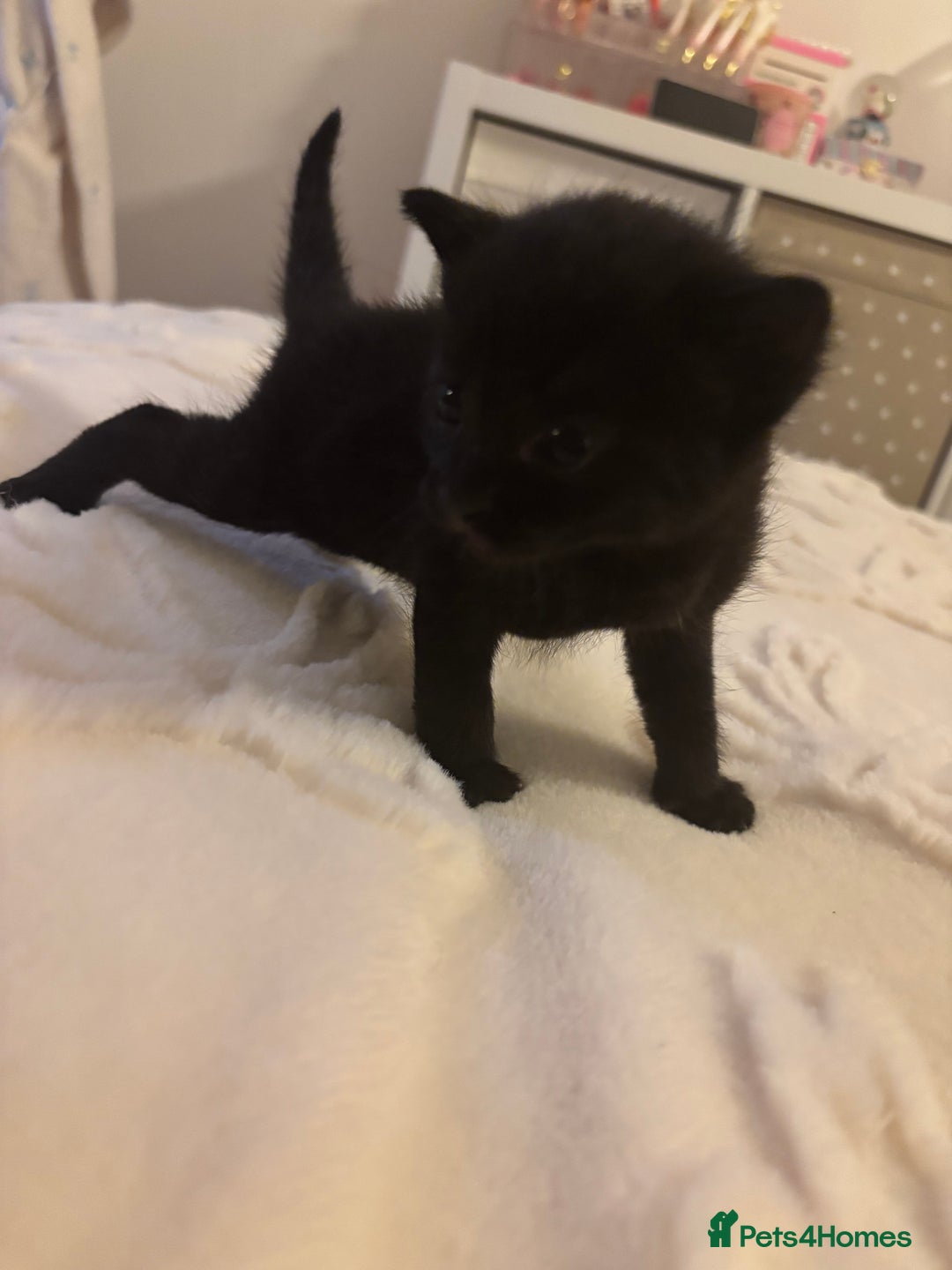 Mixed Breed cats for sale: Mixed breed gorgeous kittens  - Advert 3