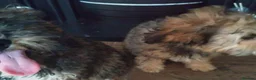 Poochon dogs for sale: Poochon puppies beautiful girls fully vaccinated  - Advert 13