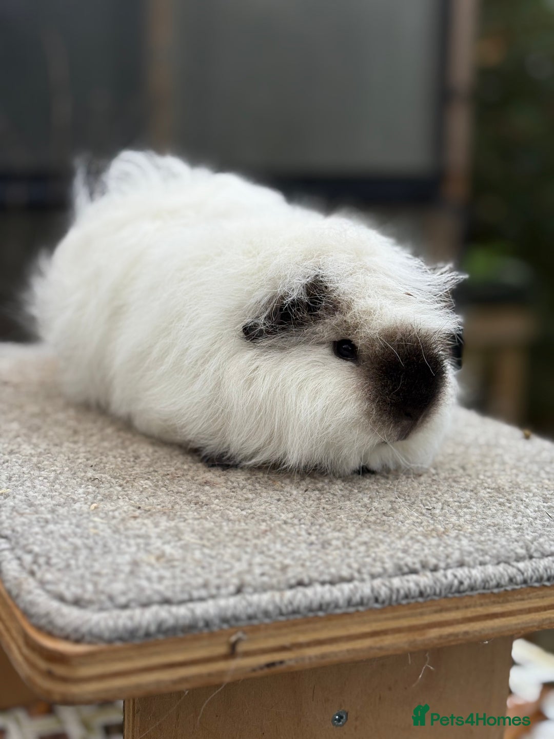 Guinea Pig rodents for sale: Pure Bred Swiss Guinea Pig Boar - Advert 4