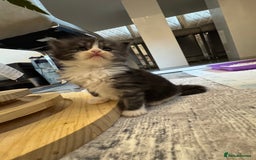 Persian cats for sale: Persian Kittens  - Image 20