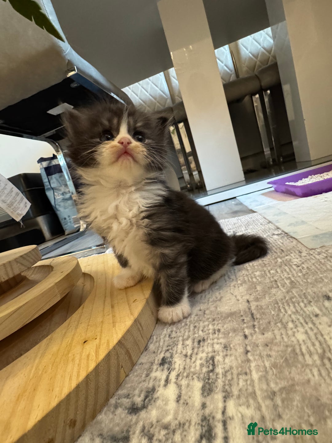 Persian cats for sale: Persian Kittens  - Image 20