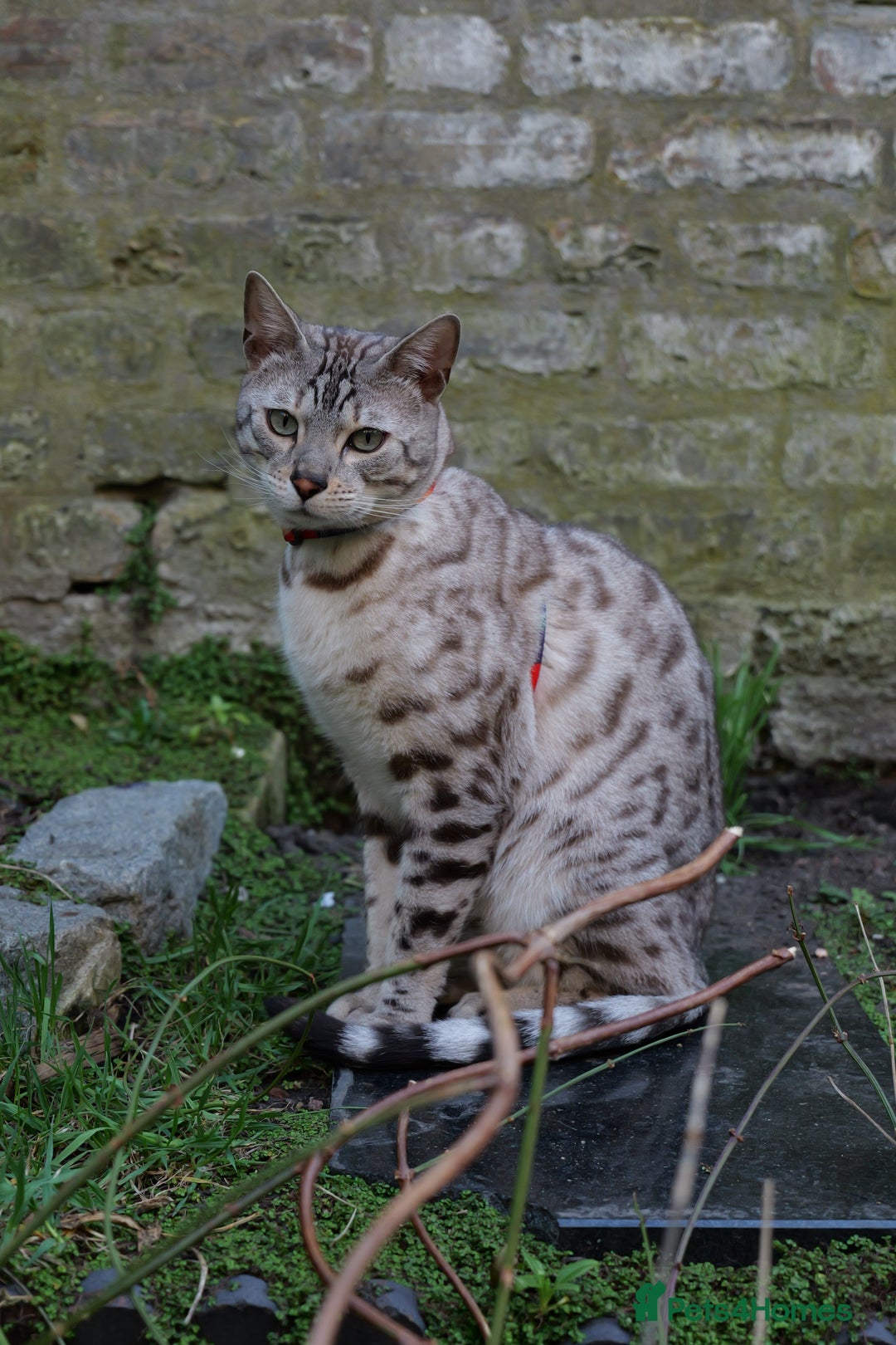 Bengal cats for sale: Two Bengal Boys - Advert 4