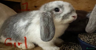 Mini Lop rabbits - Advert 6