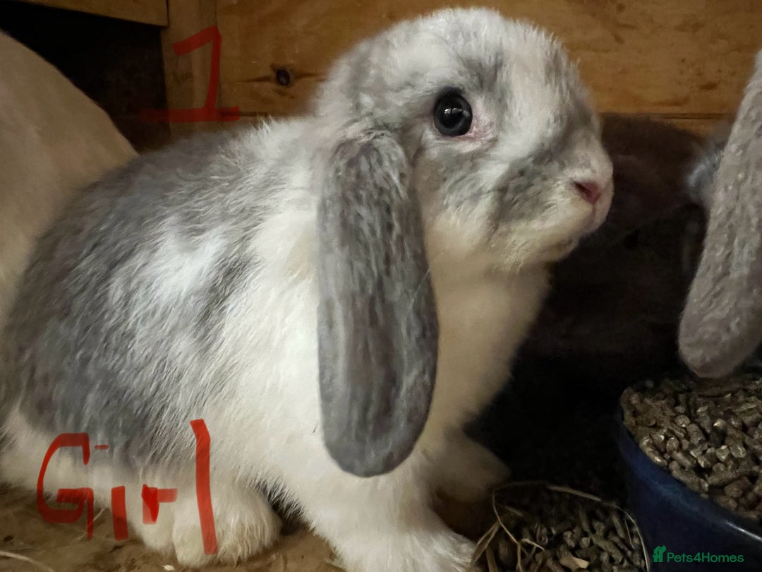 Mini Lop rabbits for sale: Super Friendly Mini Lop Babies - Image 2