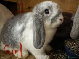 Mini Lop rabbits - Advert 7