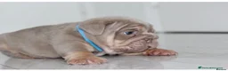 English Bulldog dogs for sale: Beautiful lilic & tan bulldog puppys - Advert 7