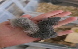 Mouse rodents for sale: 3 girls and 5 boys - Image 5