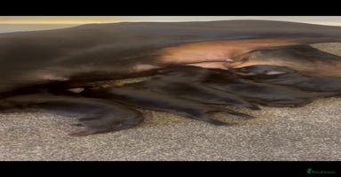 Rottweiler dogs - Advert 6