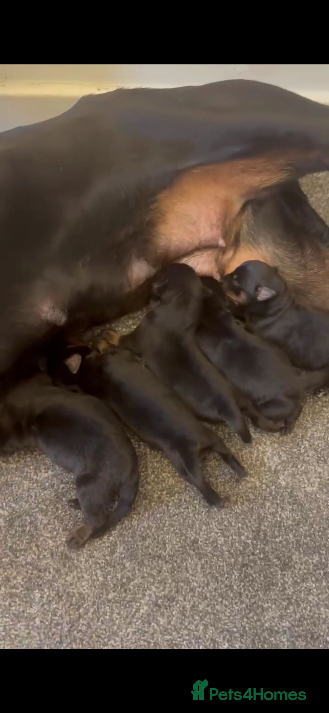 Rottweiler dogs for sale: Rottweiler puppies - Image 2