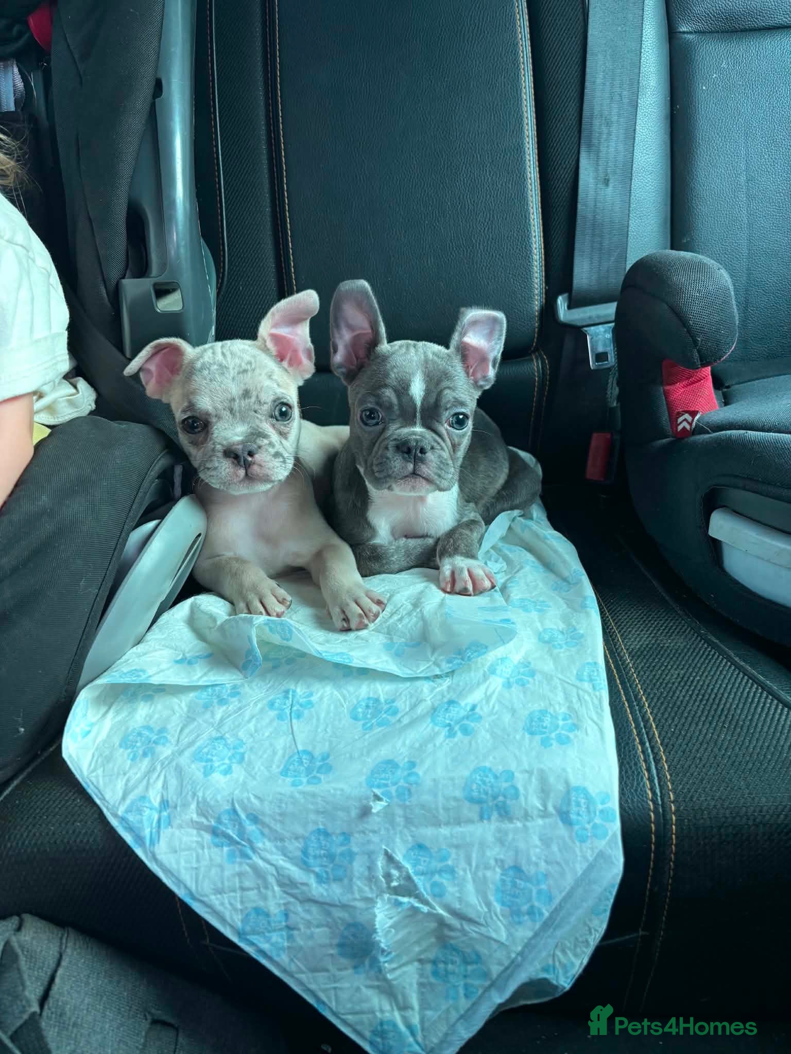 Frug dogs 2 x French Bulldog X Pug Puppy boys left - Advert 1