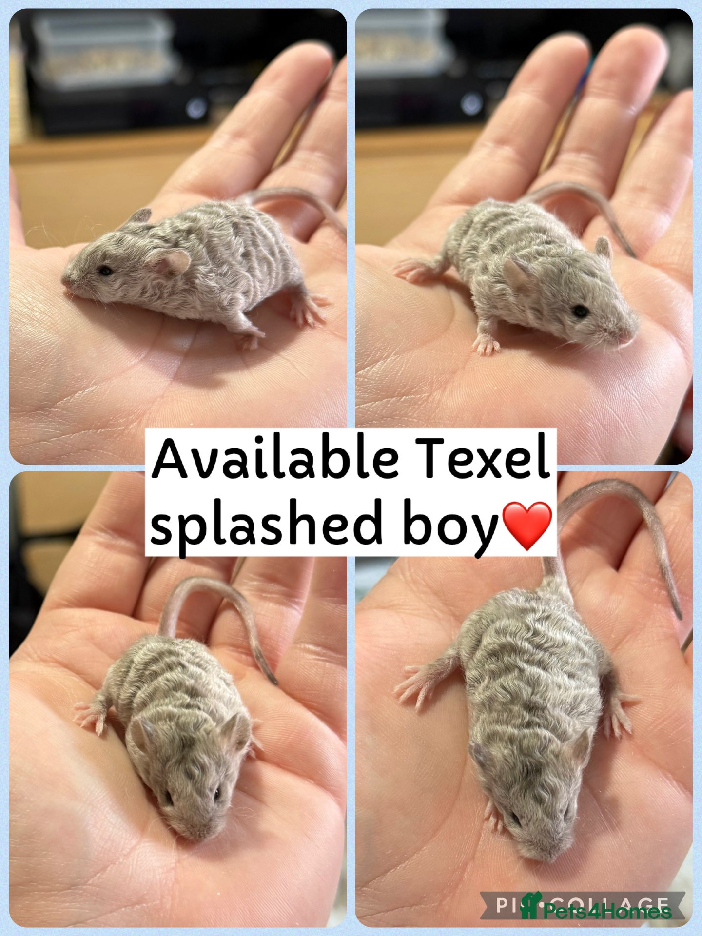 Mouse rodents Beautiful Texel Baby Male Mice  - Advert 1