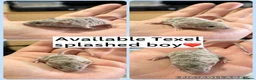 Mouse rodents for sale: Beautiful Texel Baby Male Mice  - Advert 1