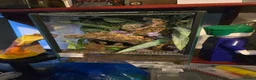 Tarantulas invertebrates for sale: Psalmopoeus irminia 6.5 dc - Advert 2