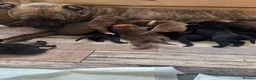 Mixed Breed dogs for sale: Bulldog Labrador mix puppies  - Advert 31