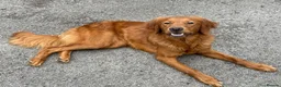 Golden Retriever dogs for sale: DARK RED KC REG GOLDEN PUPPIES HEALTH TESTED CLEAR - Advert 12