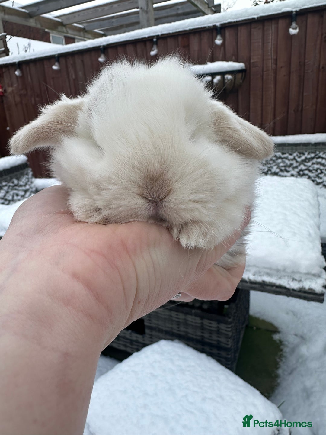 Mini Lop rabbits for sale: Stunning mini lop bunnies ready to reserve  - Advert 8