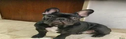 French Bulldog dogs for sale: French Bull dog in Croydon - Advert 2