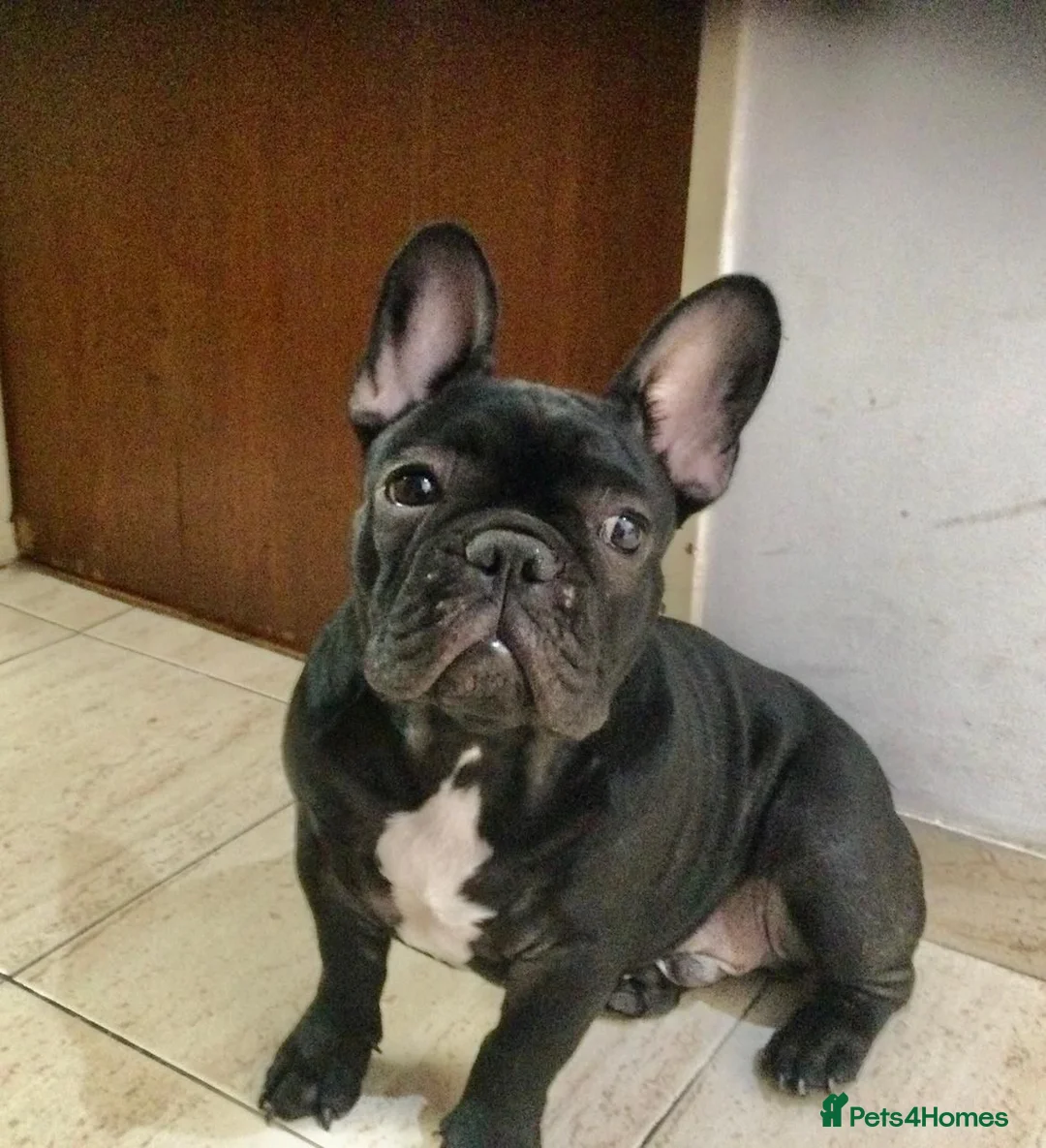 French Bulldog dogs for sale: French Bull dog in Croydon - Advert 2