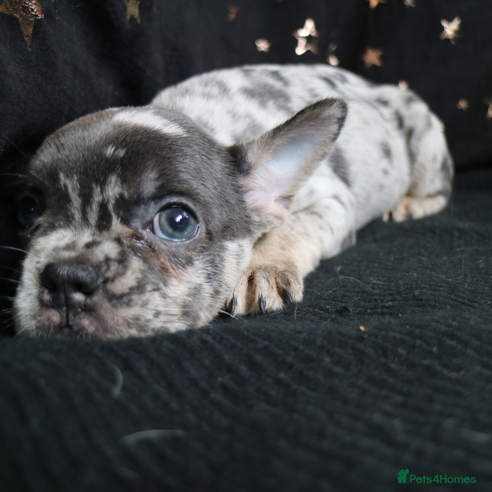 French Bulldog dogs for sale: Happy and health french bulldog puppies  in Braintree - Advert 16