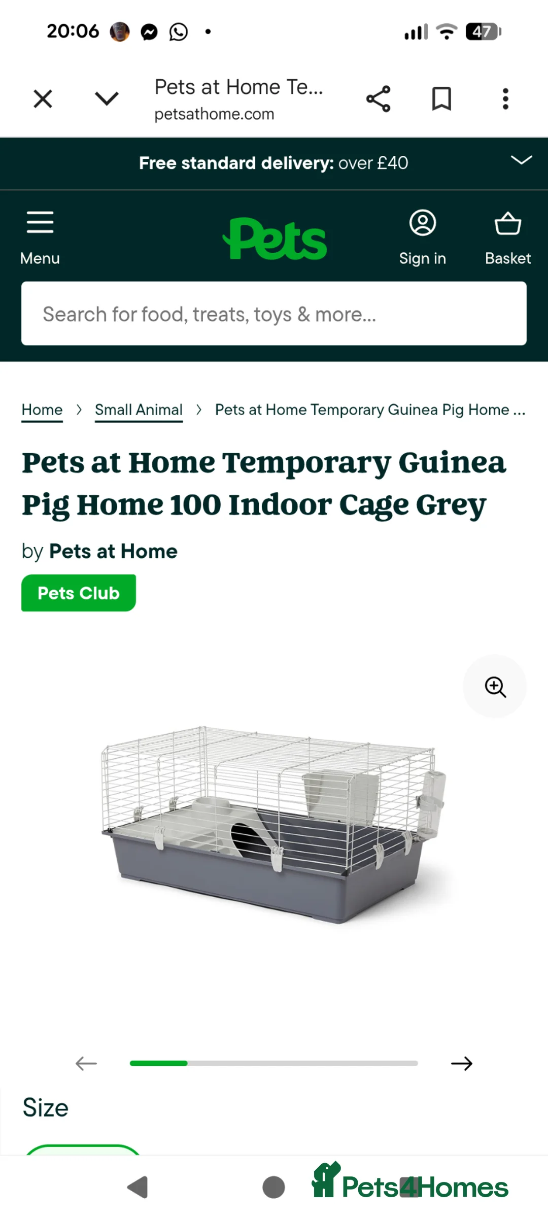 Mini Lop rabbits for sale: 2 Bonded Blue Eyed Mini Lops - Advert 15