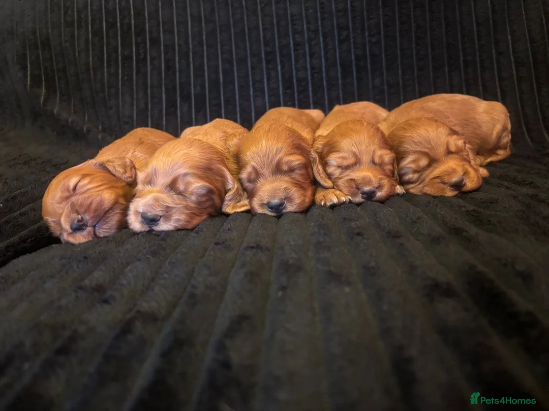 Cocker Spaniel dogs for sale: Working cocker spaniel puppies for sale - Advert 1