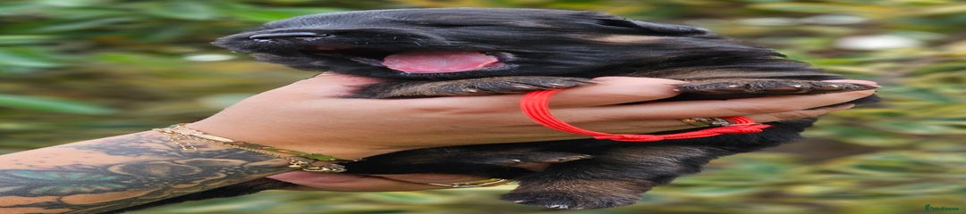 Red collar 