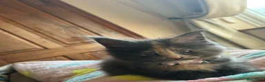 Maine Coon Kitten 5