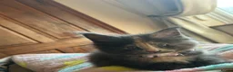 Maine Coon cats for sale: chunky tica Maine coons (active/pet)  - Advert 9