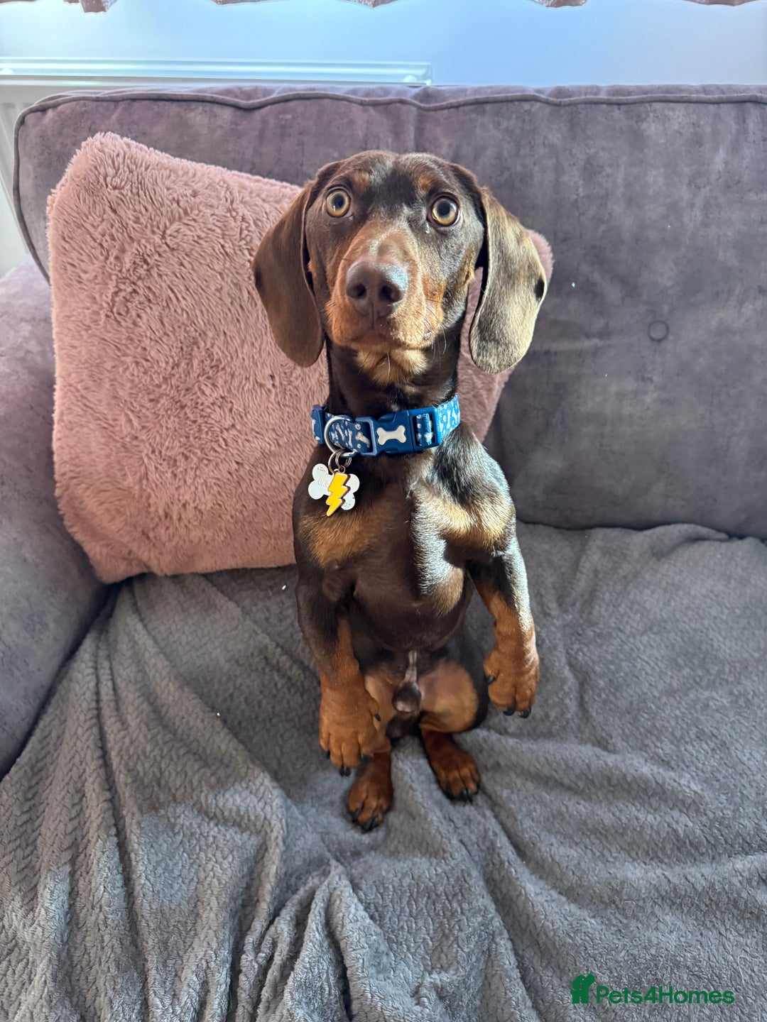 Miniature Dachshund dogs for sale: Male Miniature Dachshund  - Advert 1